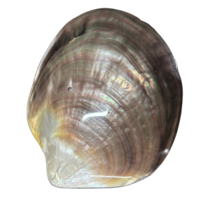 Madreperla grigia con riflessi iridescenti e sfumature argentate, dalla texture liscia e lucida.