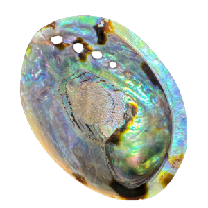 Abalone, conchiglia iridescente dai riflessi blu e viola.