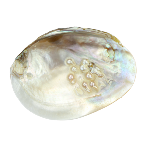 Madreperla Bianca, superficie iridescente con riflessi perlacei.