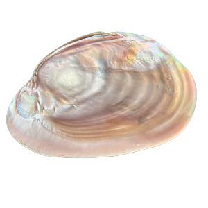 Madreperla rosa con sfumature luminose e texture liscia, dai toni delicati e romantici.